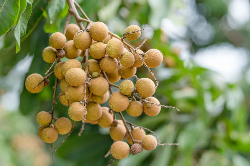 Tả cây ăn quả lớp 4 hay nhất – 3 bài văn tả cây nhãn, cây cam