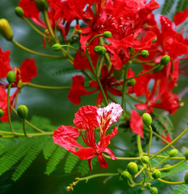 Tả cây phượng lớp 5 hay nhất ngắn gọn, miêu tả cây hoa phượng vĩ vào mùa hè