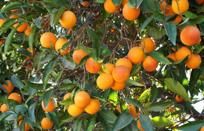 ta cay cam - Tả em bé lớp 5, bài văn miêu tả cây cam đang mùa quả chín vườn nhà em ngắn gọn hay nhất