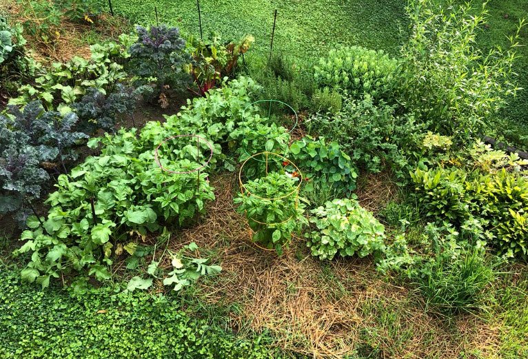 Tả vườn rau nhà em lớp 5 hay nhất ngắn gọn, miểu tả vườn rau sạch